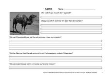 Kamel-Fragen-4.pdf